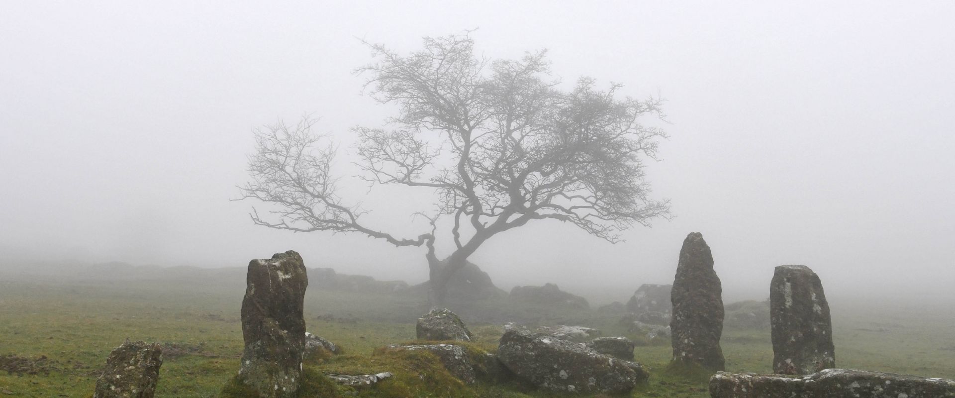 Lone tree in the mist on Dartmoor