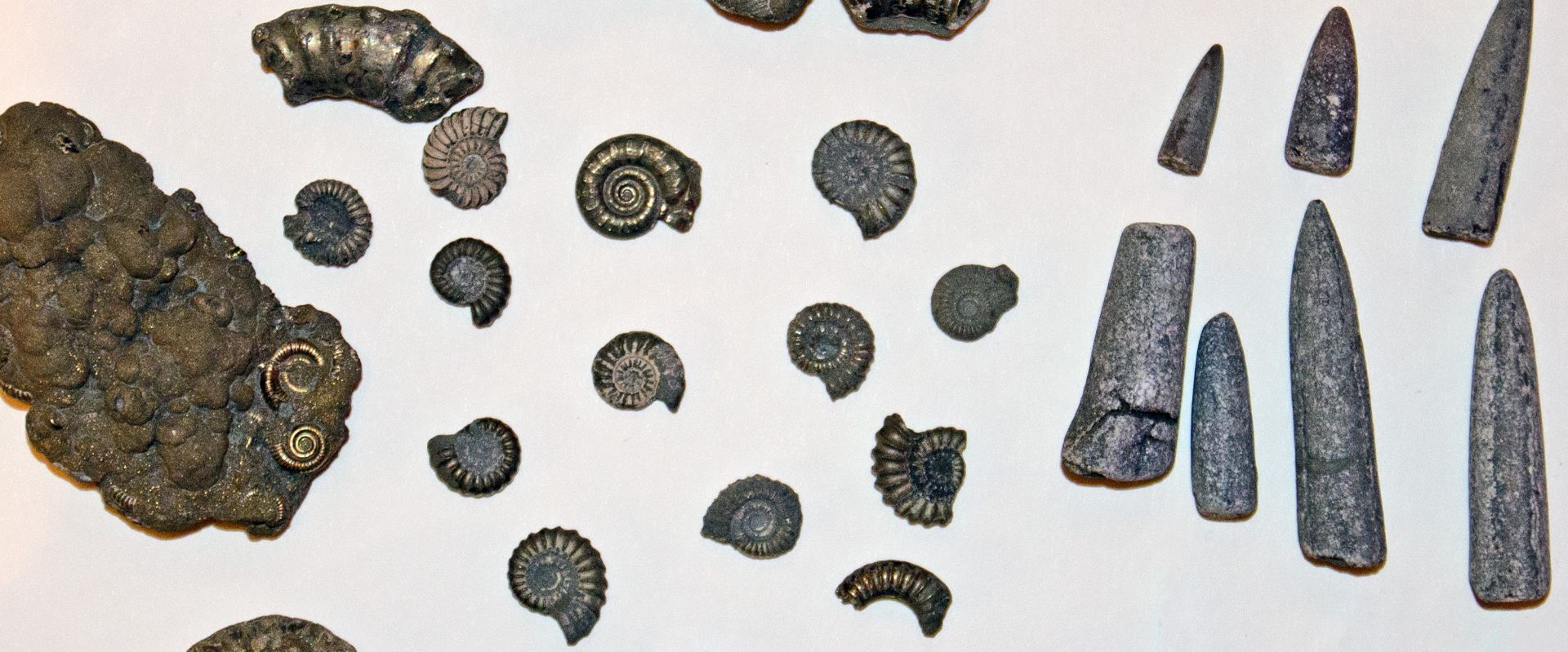 Fossils found on Charmouth Beach