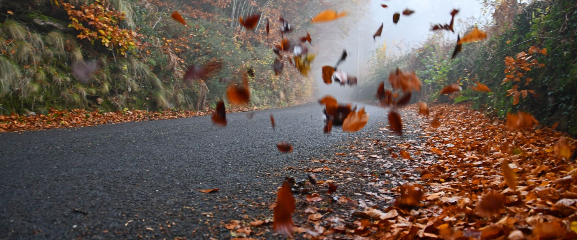 Leaves in the wind in misty Dartmoor lane