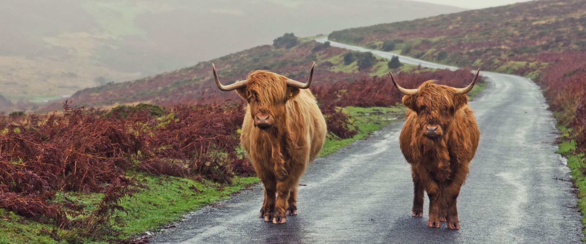 Highland Cattle on Dartmoor seen during Hound of the Baskervilles Tour