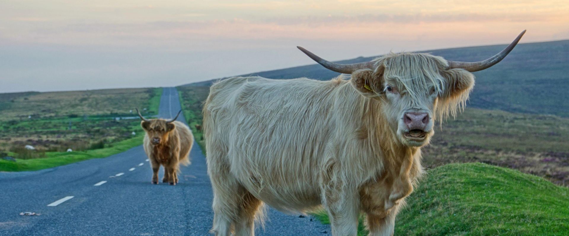 Highland Cattle on Dartmoor