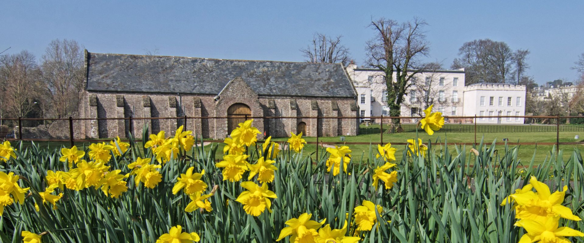 Daffodils in front of the Spanish Barn at Torre Abbey in Torquay
