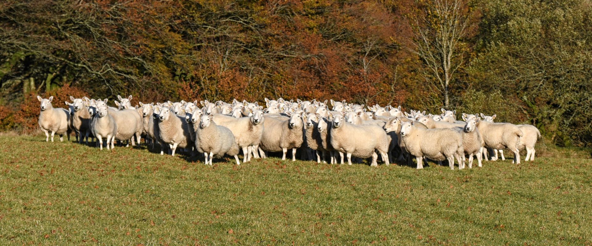 A flock of sheep having been herded