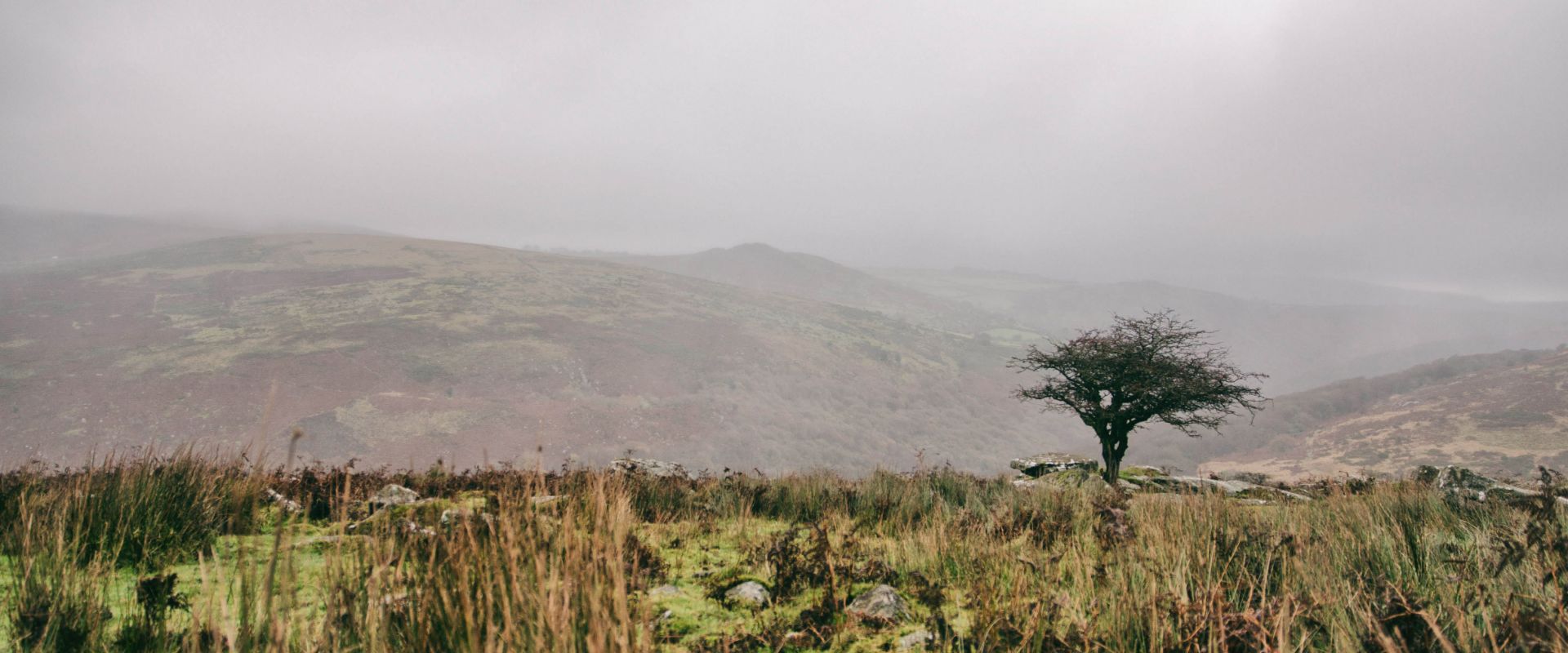 A lone tree near Combestone Tor on a bleak Dartmoor day